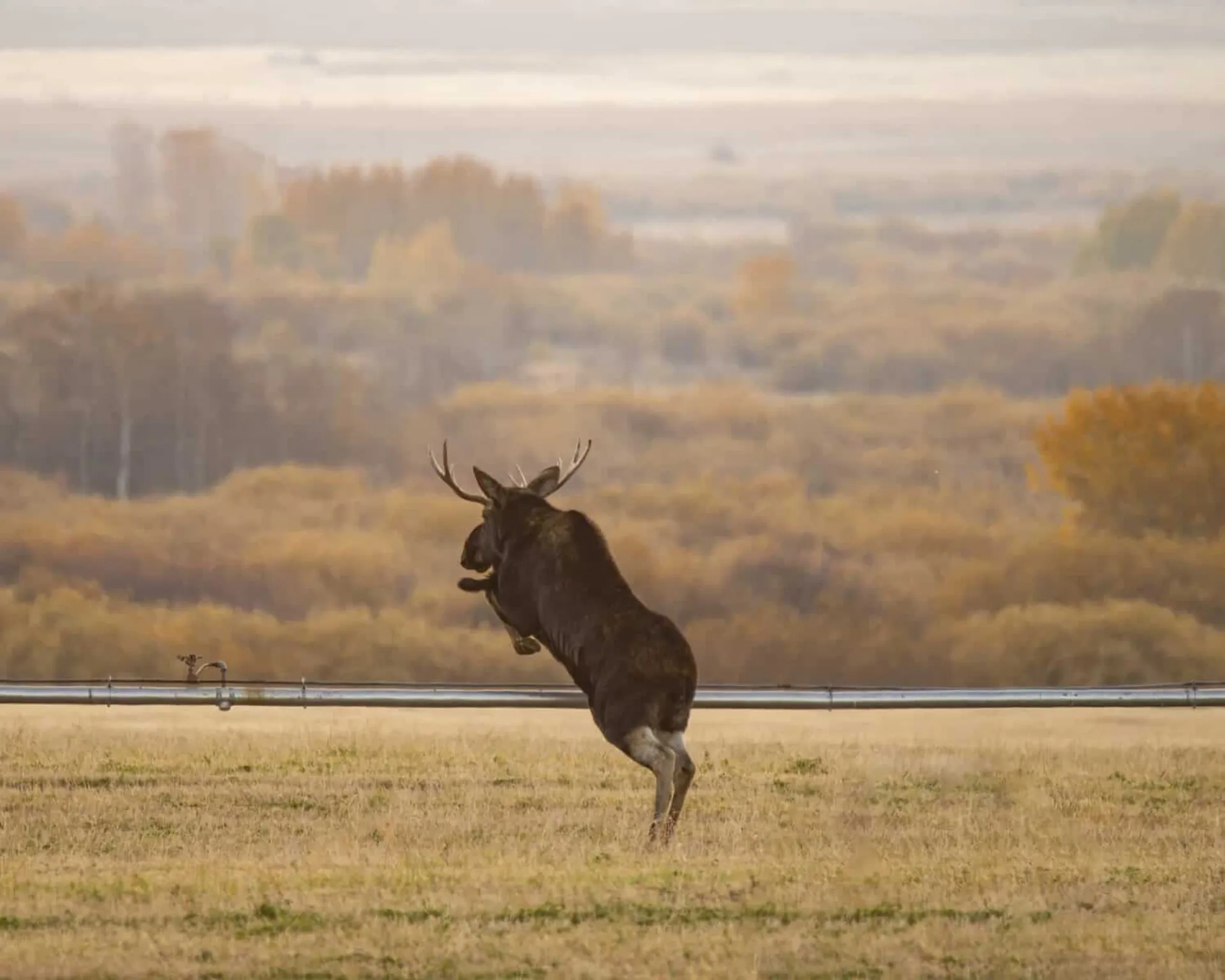 Teton Valley community members at a Tin Cup Challenge event with moose hurdle