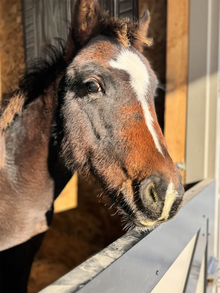 CFTV Baby horse quarantine stall - A competitive grant enabled HAPI Trails to purchase quarantine stalls to better support the rescue of higher-risk animals and to keep horses that are ill or recovering