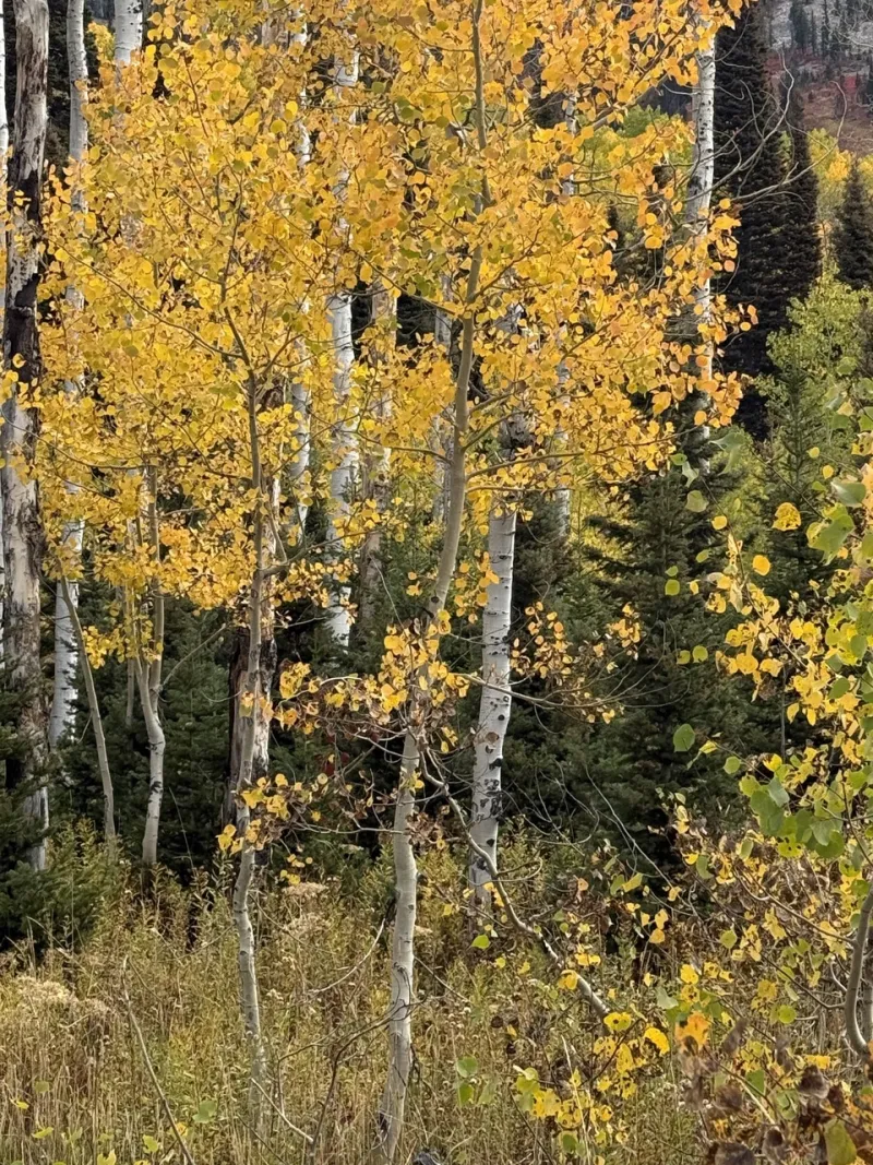 Wildfire mitigation efforts in Teton Valley supported by a designated fund