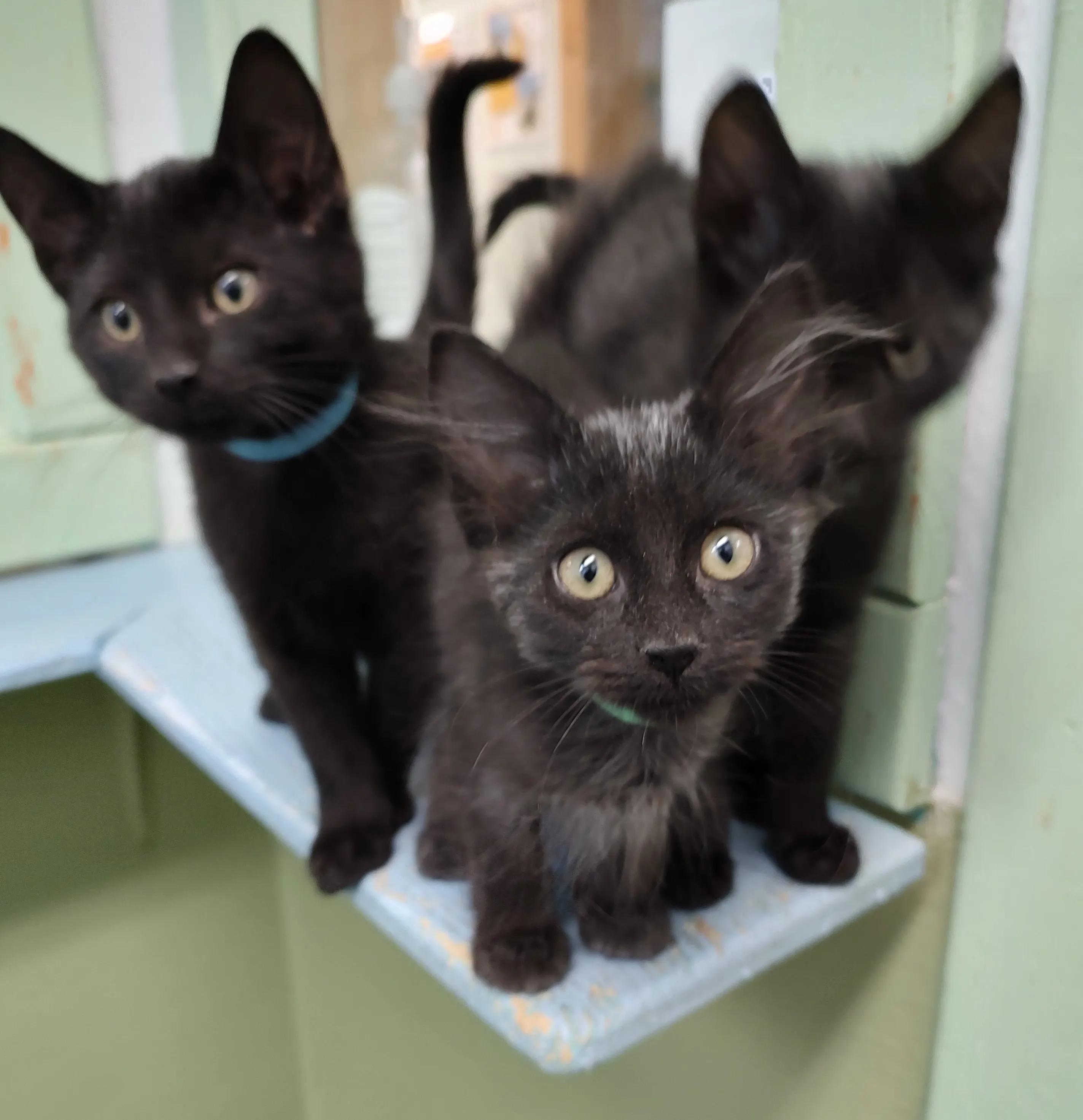 A youth philanthropy grant helped PAWS: Providing Animal Welfare provide essential medical care to pets who had no other resources.