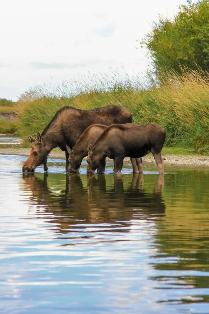 #WhyItMatters – Teton Regional Land Trust